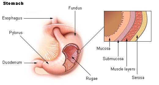 Structure of the stomach
