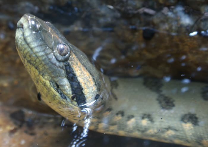 Anacondas, as with all snakes, are solitary. The female does not raise her young, they are on their own from the time of their birth.