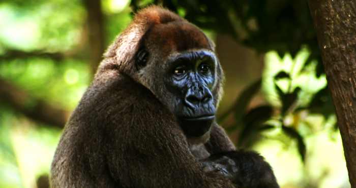 Cross River Gorilla (Gorilla gorilla diehli). In captivity at the Limbe Wildlife Centre, Limbe, Cameroon. This lady gorilla is called Nyango
