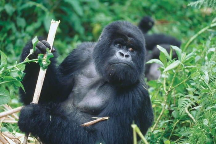 Silver back cross river gorilla gorilla diehli