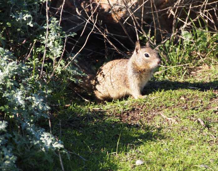 Squirrels are not large targets. We must get close or have a rifle sufficiently accurate to make the shot.