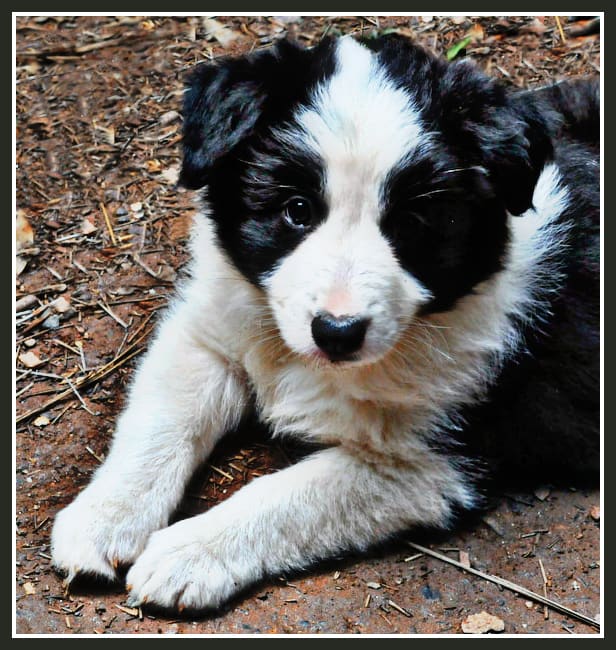 Pictures of Puppies | 45 Free Cute Border Collie Puppy Images - HubPages