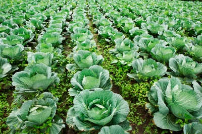 Kale is a superfood that's often juiced by healthnuts around the world (comment below if you are one!). It's a great source of Retinol that does wonders for eye health, among others.