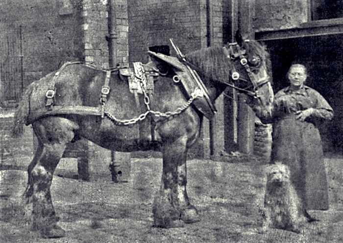 Horse-drawn carts were the only mode of transport in grandad's childhood. This picture shows one of the Hunslet Shire horses who used to pull an early mode of public transport, the local bus.