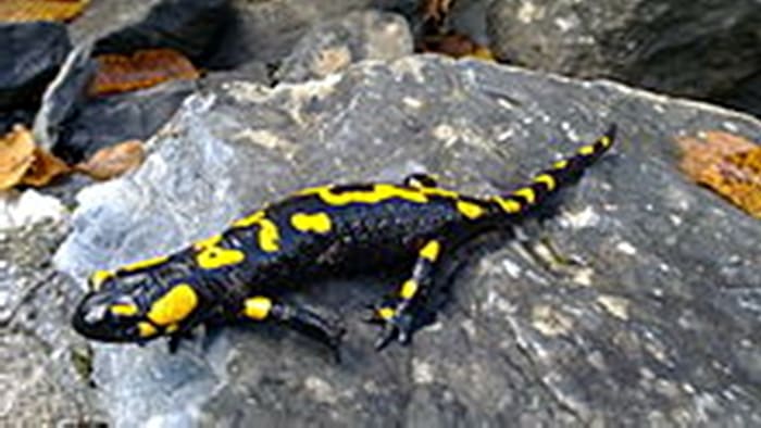 A fire salamander like the one pictured would have been completely alien to residents of the UK in the 19th century.