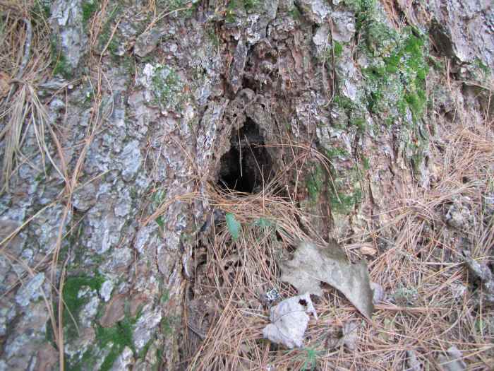 This one might require some tiny steps leading up to the doorway or a little rope ladder made with matchsticks and string.