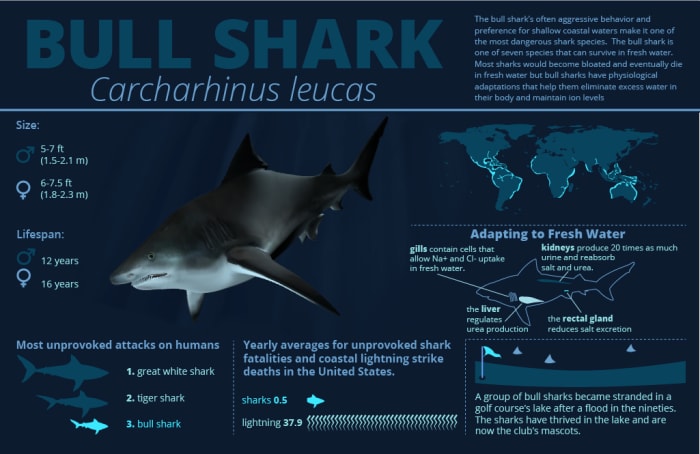 In the Rivers and Lakes: An Overview of the Freshwater Sharks - HubPages