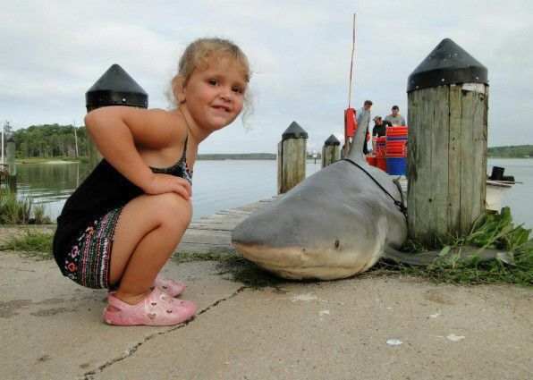 A bull shark caught near the mouth of the Potomac River in Maryland in 2013. It was falsely reported as shark caught in Lewisville lake in in north Texas on June, 2017.