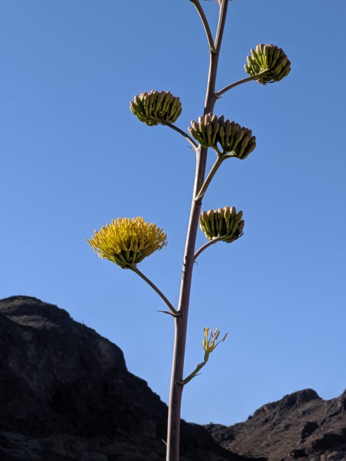 Blooms on Agave only last for a few days but its large, yellow flowers are beautiful