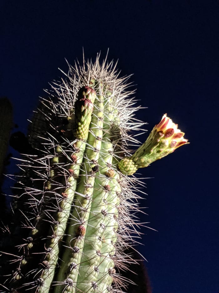 Organ Pipe Cacti bloom at night and rely mainly on nocturnal pollinators such as bats and insects that come out at night. Blooms still open after sunrise will be visited by bees, butterflies, hummingbirds and other daytime pollinators