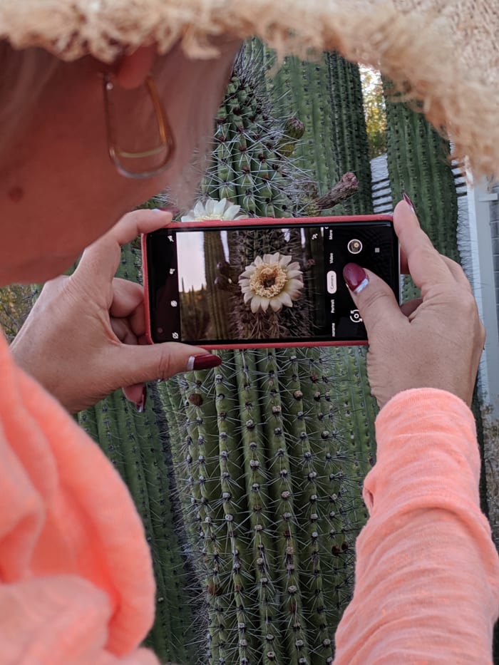 This Bloom was about 7 feet above the ground on the Cactus' Stem forcing us to stand on a ledge above the ground - I stood behind my wife & took this picture over her shoulder.