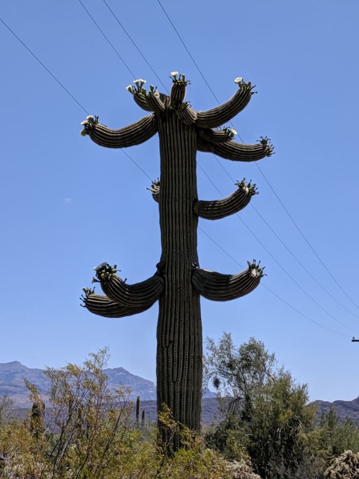 Large Saguaro Cactus with numerous blooms.