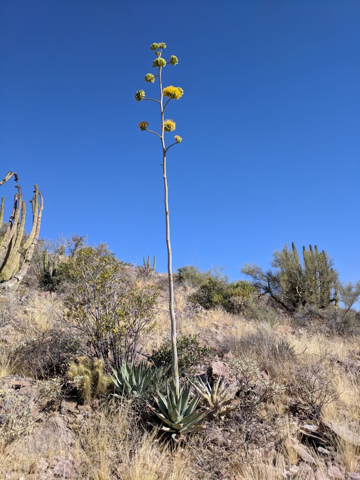 Agave, a desert succulent similar to a cactus in its ability to thrive in a low water environment, produces yellow flowers on a very high stem