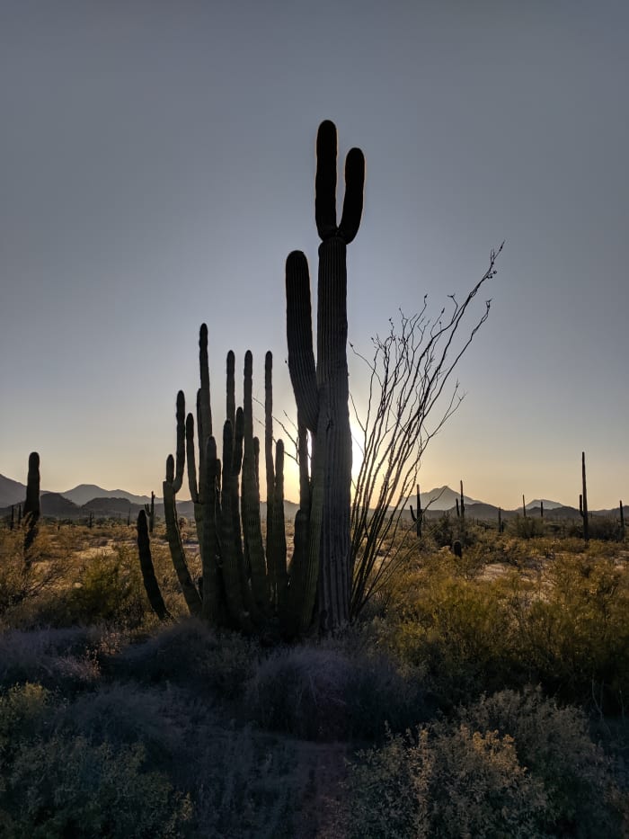 Closer View of Organ Pipe Cactus growing next to taller Saguaro Cactus (from photo above) as the sun is setting.