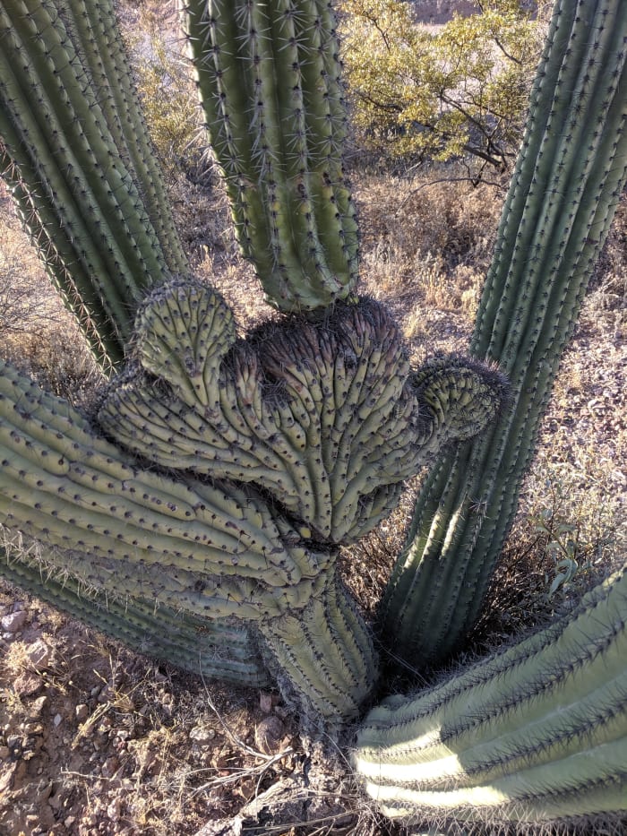 Note the Crested Portion of Cactus growing at bottom between the normal cylindrical stalks of the cactus. Cresting is a deformity that occurs in Cacti and related species.