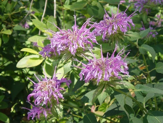 Monarda fistulosa grows well in Louisiana. It is a wonderful pollinator plant for native bees and butterflies.