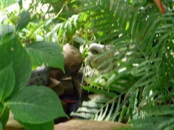 Had to show you my spitting frog... He provides just enough soft water sounds to make the garden magical... I have a few twinkle lights hidden among the fern, just to shed a bit of light on him.