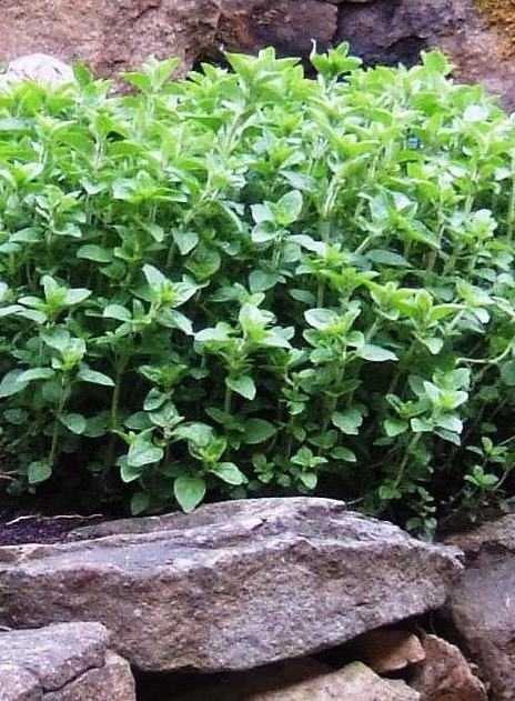 Oregano in my herb rock garden, full and bushy, ready to be harvested for drying. Although this plant is green through the winter, the leaves have lost some flavor. By cutting it just before it blossoms, the dried herb has the best flavor. Once it ha