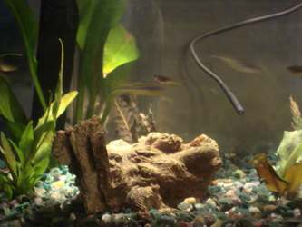 Here small rainbows (Forktail and threadfins) and a botia have been added to run the system through the maturation period.