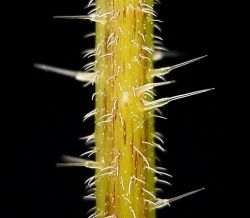 See how each of these hairs is wider at the base? There is a chemical concoction inside each one that will sting your skin. Watch out!