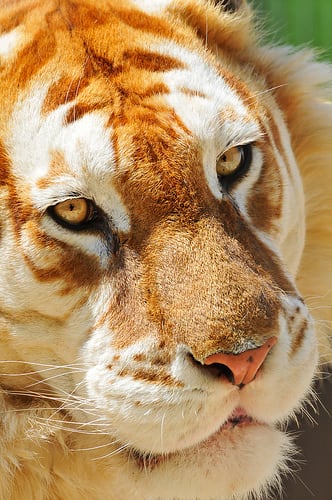 Beautiful? Yes...but a man made freak of no conservation value. Photo By: http://www.flickr.com/photos/tambako/