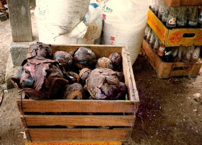 It shows a box full of Rafflesia (probably R. cantleyi) buds that are sold in markets for various medicinal purposes. This practice severely impacts local Rafflesia populations where reproduction is often limited.