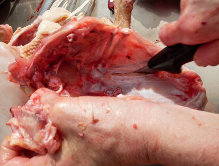 Cut between ribs and breast bone, from ribs on down, on both sides. Break side pieces away from center breast bone section.