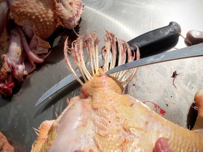 This little bump is an oil gland, with which the chickens care for their feathers. If you keep the tail, you will want to remove this gland.