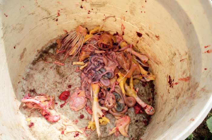 There is really very little waste on these birds. If you have a dog, save the feet for it to gnaw; bones can be good for a dog's digestion.