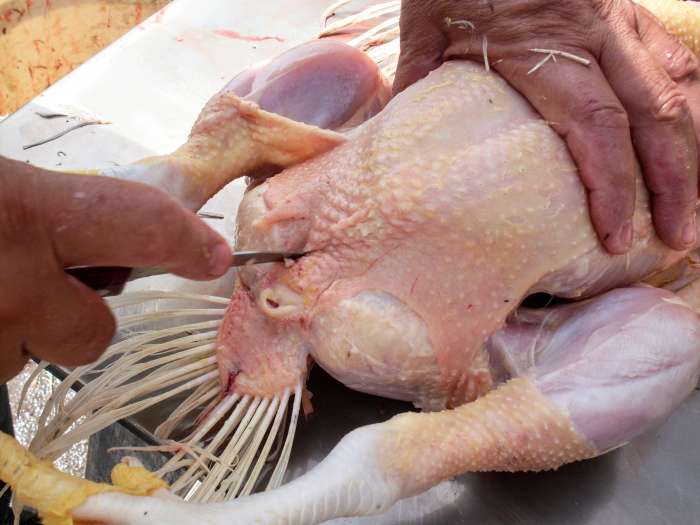 First, slit above the tail area, on the belly side. (Dad got in a hurry and didn't yet remove the yellow legs, or tail.)