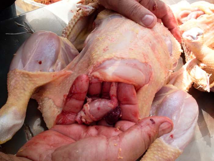 Here is the crop, which often comes out easily with the guts. Don't worry about the lungs, which stick tight at this stage.