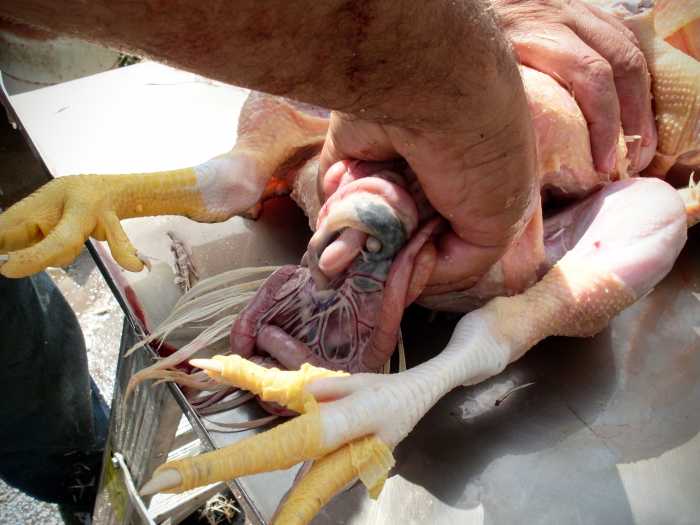 ...and pull. Repeat. Most of the intestines should come out with one scoop, but certain organs, such as the heart, may stick tighter.