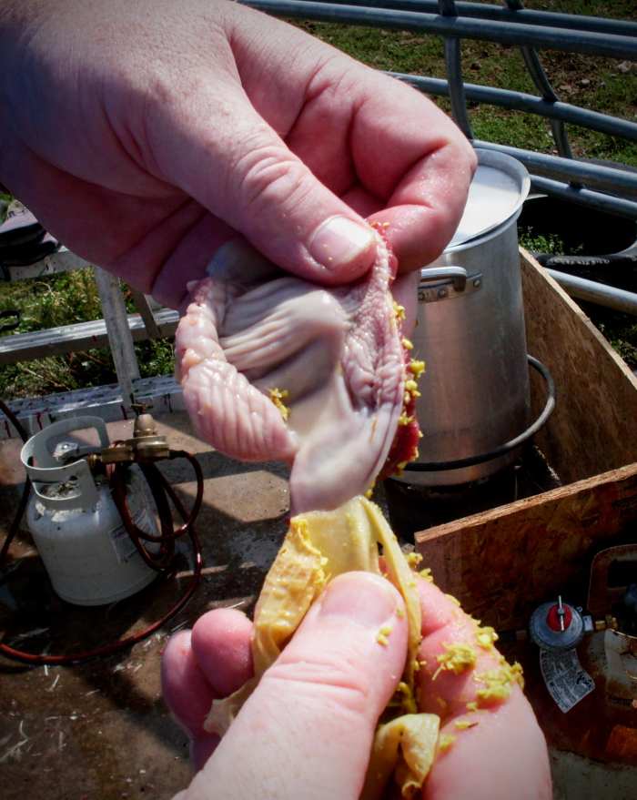 Peel away inner sac gently, while standing over the gut bucket, in case the sac breaks and spills the grain and rocks inside.