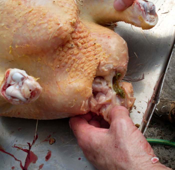 This is what happens when you cut into the intestines - chicken poop all over your food. Rinse well, immediately.