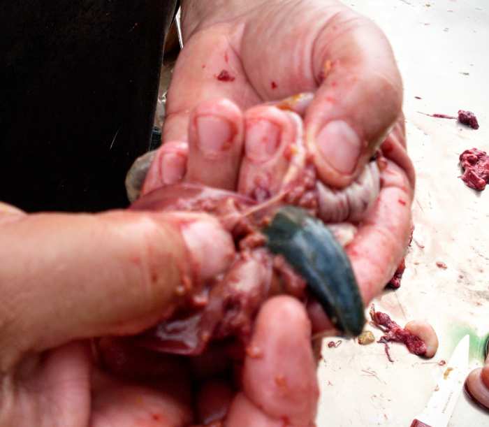 This is the gall bladder. If you burst it, you will have lovely green juice staining your hands, so be careful!