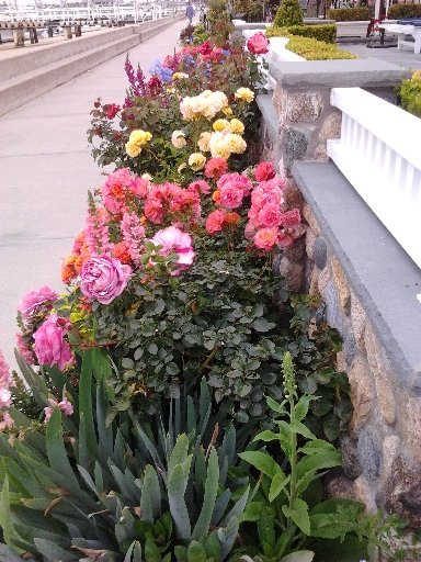 A Gardener's Dream - Garden upon Garden bordering the sidewalk in front of each house on Balboa Island - Flowers constantly changing with the seasons