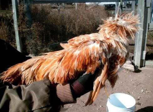 And he appeared to feel out of place. He was subsequently moved back to a yard by himself, and seems content.