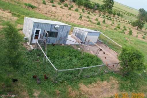 The green, weedy pen to the left is the one he lives in, alone, until a new batch of chicks arrives, or until he wishes to be social. This is where he grew up.