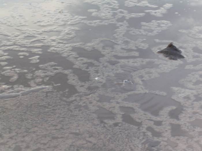 Until I thought about the quality of the water, that is. :) The cows had been wading already, all summer.