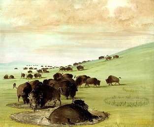 Buffalo wallowing to make themselves more comfortable. Courtesy of: http://www.thailandoutdoor.com/GunStory/2continents/PacificRim/BuffaloWallow-1.jpg