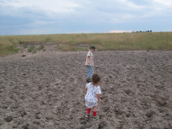 While it was wet, Dad's cows slopped through the wallow and enjoyed it, and now, my children take their turn.