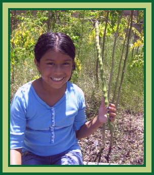 Granddaughter holding immature drumstick from one of our Moringa Oleifera seeds. See how many seeds are in the pod? Every "bump", is a seed.