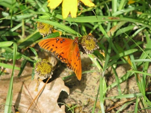 A Gulf Fritillary on Spent Swamp Sunflowers. In winter these pods provide food for small songbirds.