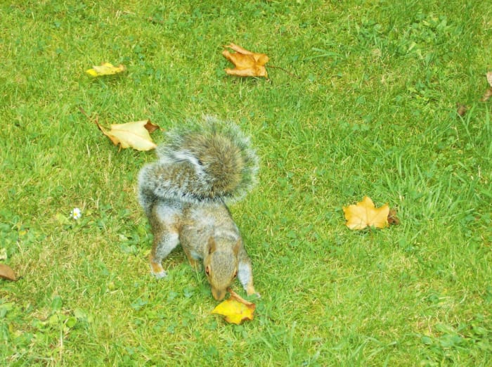A squirrel waiting to join the picnic. They are very tame and very bold, hold on to your sandwiches!