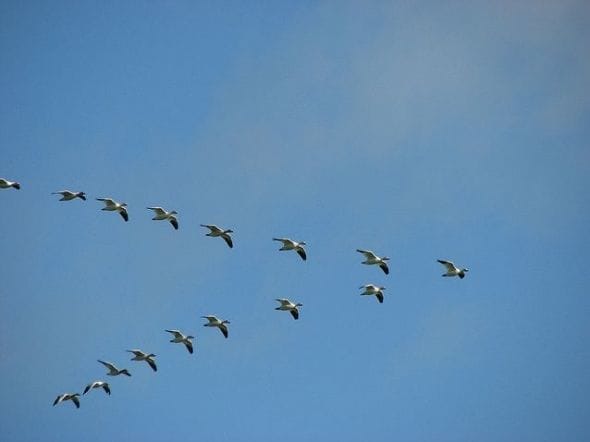 Why Birds Fly In V Formation Hubpages