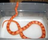This is my almost 3 year old male Amel Corn snake. He has never been powerfed which leads to obesity and many health issues. He just moved to being fed every 14 days instead of every 10.