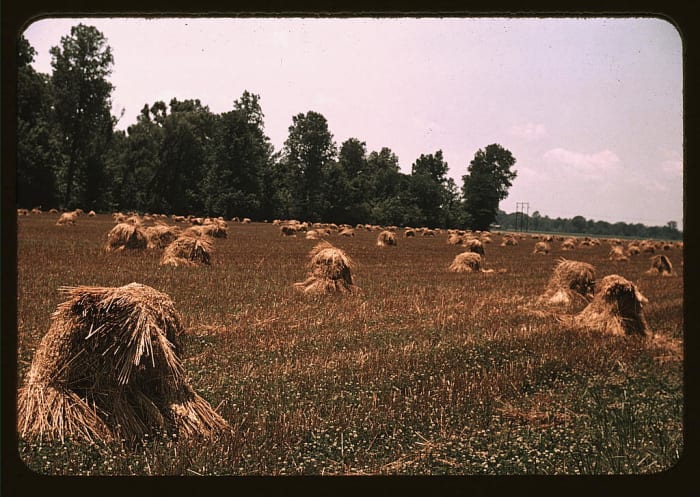 Small grains, like oats, were dried in shocks, prior to the advent of combines and bin dryers. The top bundle was laid across the rest to shed rain and they were later hauled to the barn for hand or mechanical threshing.