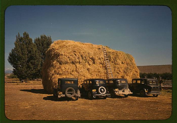 In 1940 these weren't antique autos -- they were the everyday drivers of farm workers in Delta County, Colorado. The giant hay rick had probably provided shade for the autos earlier in the day.