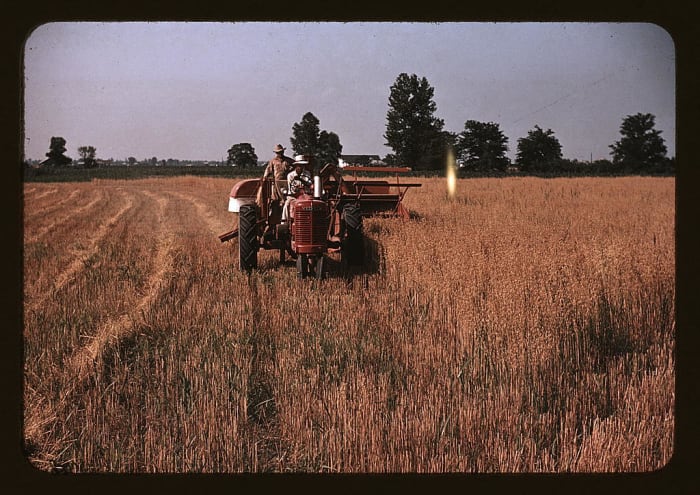 A nice stand of oats is shown being combined in Georgia in 1940. The Farmall H looks fairly new, as does the combine. Both models had only been available for a couple of years.