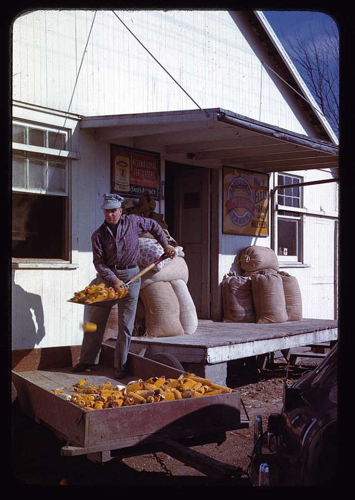 This 1942 photo shows a farmer unloading ear corn at the Ellis Feed Store in Georgia. The corn would be ground into a grist for livestock so there was no need to shell it from the cob. The trailer is hooked to a Ford sedan.
